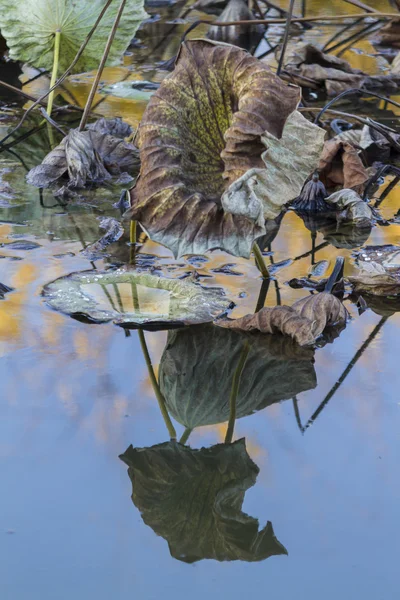 Torkade näckros och reflexion på sjön under hösten — Stockfoto