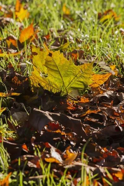 Foglie in autunno — Foto Stock