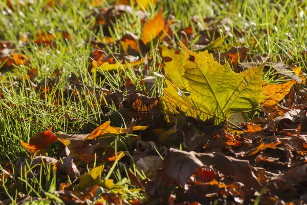 Liście jesienią — Zdjęcie stockowe