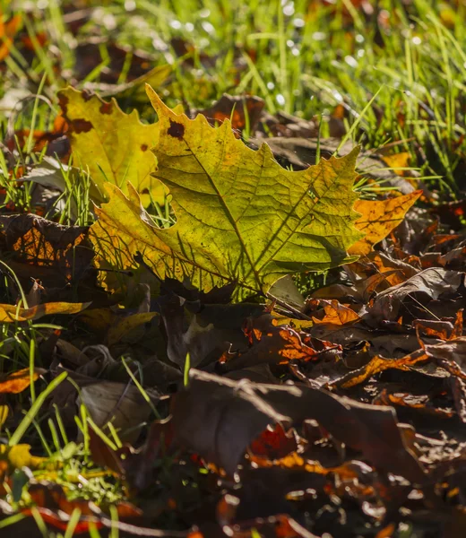 Foglie in autunno — Foto Stock