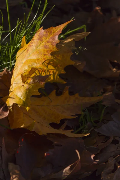 Hojas en otoño — Foto de Stock