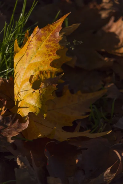 Hojas en otoño — Foto de Stock