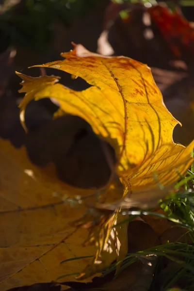 Leaves in autumn — Stock Photo, Image