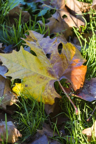 Blader om høsten – stockfoto