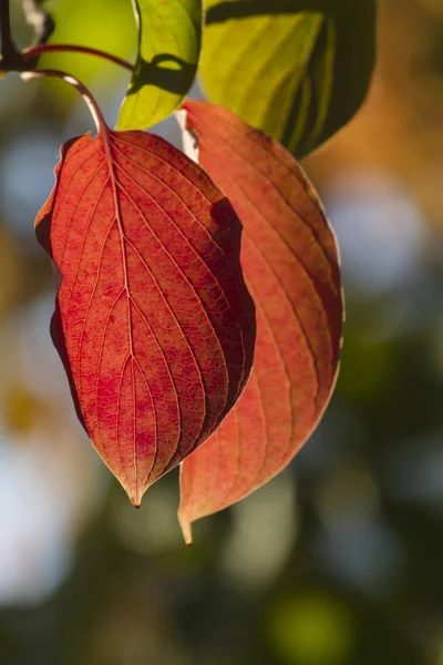 Hojas en otoño — Foto de Stock