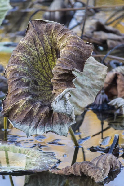 Waterlily seco e reflexão no lago no outono Imagens De Bancos De Imagens Sem Royalties