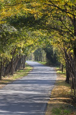 yol ormanında sonbahar
