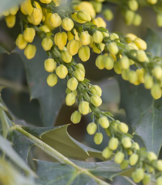 Fiore su pianta in autunno — Foto Stock