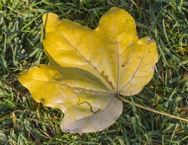 Folhas de outono no jardim — Fotografia de Stock