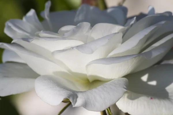 Roses in the garden — Stock Photo, Image