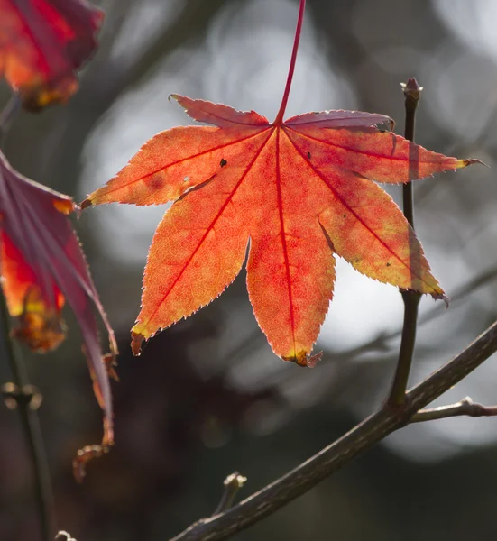 Podzimní listí v zahradě — Stock fotografie