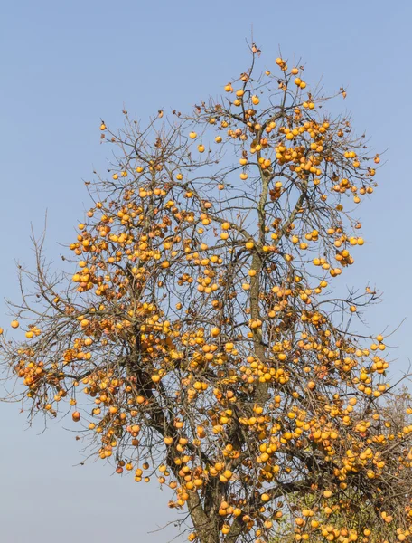 Caquis en el árbol en otoño — Foto de Stock