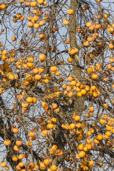 Kaki sur l'arbre en automne — Photo