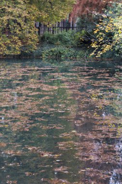 Göl kenarında sonbahar yansıma