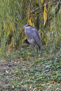 sonbaharda balıkçıl