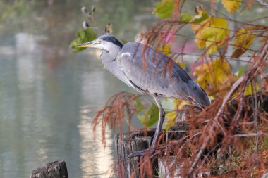 sonbaharda balıkçıl