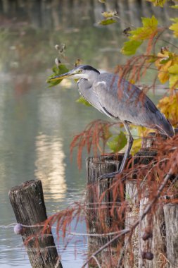 sonbaharda balıkçıl
