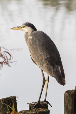 sonbaharda balıkçıl