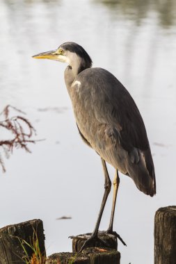 sonbaharda balıkçıl