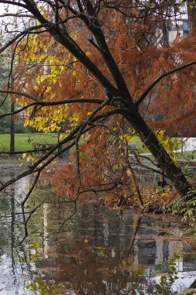 가을 호수에 반사 — 스톡 사진