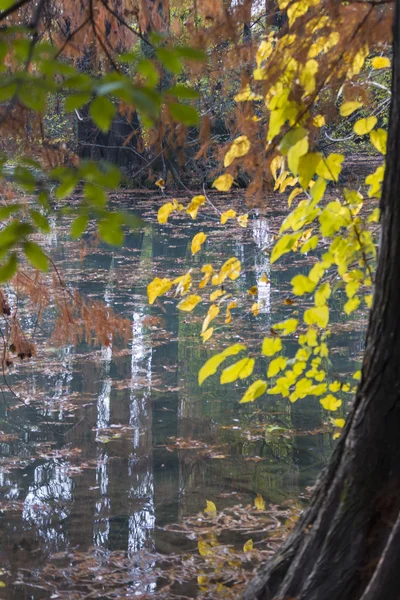 Reflexão sobre o lago no outono — Fotografia de Stock