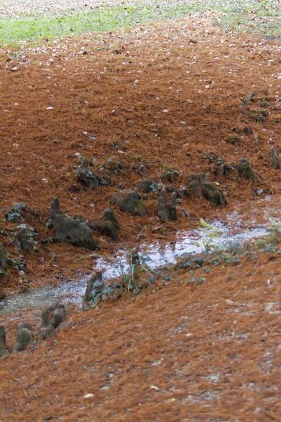 Река в парке осенью — стоковое фото