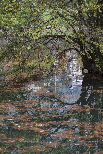 Riflessione sul lago in autunno — Foto Stock