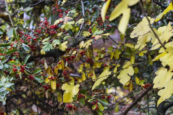 Beeren im Wald — Stockfoto