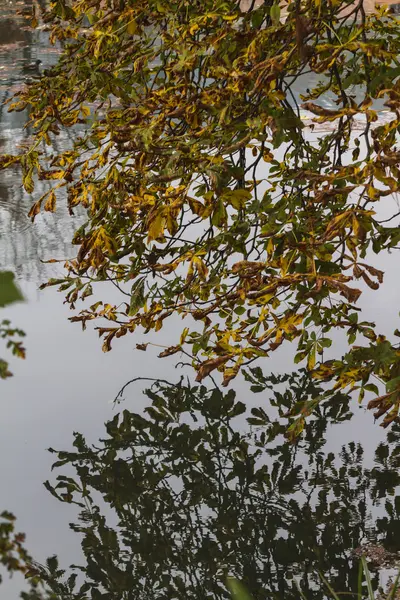 Réflexion sur le lac en automne — Photo