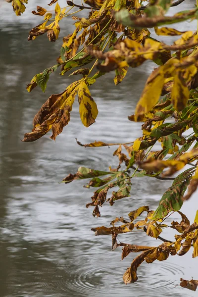 Riflessione sul lago in autunno — Foto Stock