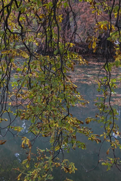 Odraz na jezeře na podzim — Stock fotografie