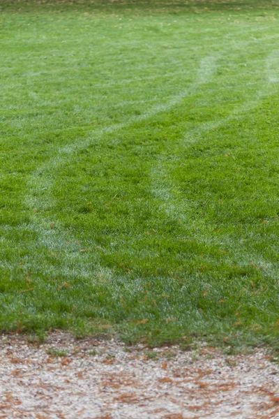 Vakna i grön äng — Stockfoto