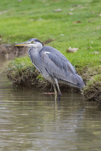 Reiher im Herbst — Stockfoto