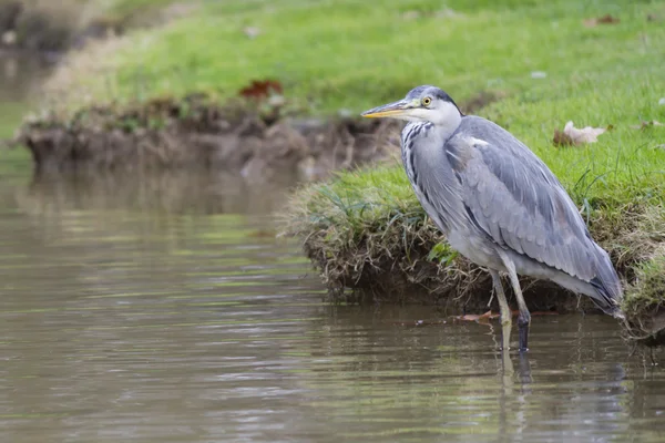 Reiher im Herbst — Stockfoto