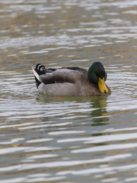 Pato en el lago — Foto de Stock