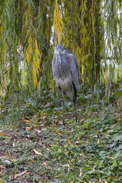 Reiher im Herbst — Stockfoto