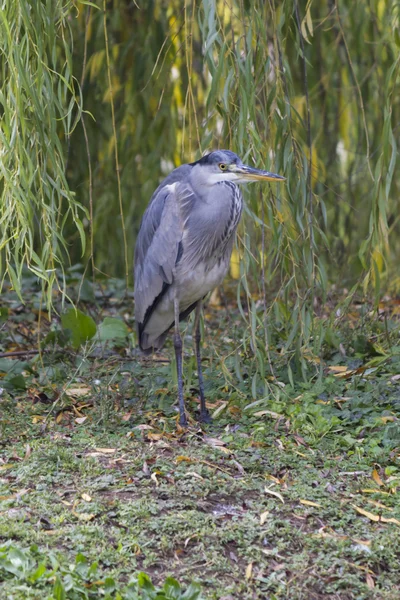 Reiher im Herbst — Stockfoto