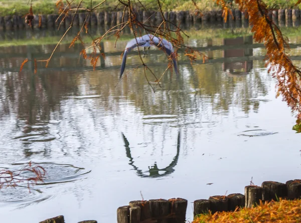 Airone che vola sul lago in autunno — Foto Stock