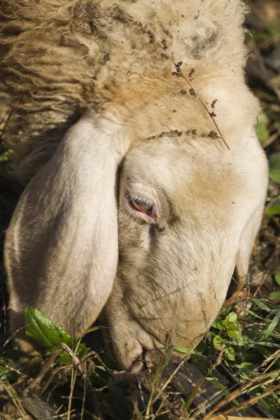 Moutons dans le champ — Photo