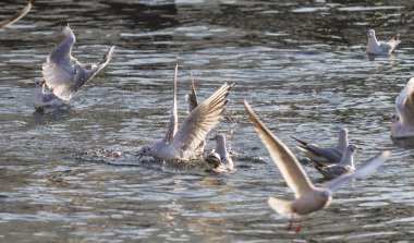 Göl üzerinde uçan martı