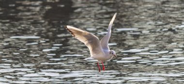 Göl üzerinde uçan martı