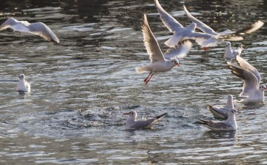 Göl üzerinde uçan martı