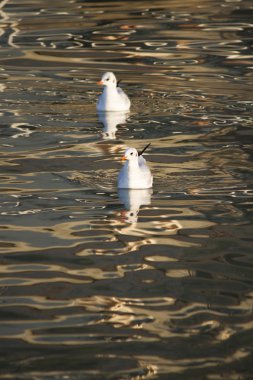 göl kenarında martı