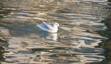 Göl üzerinde uçan martı