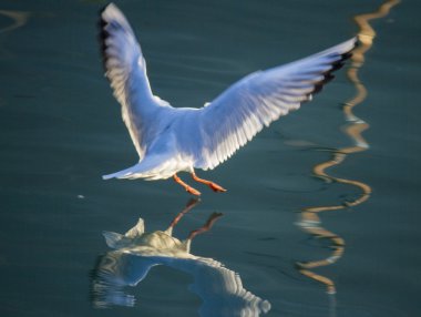 Göl üzerinde uçan martı