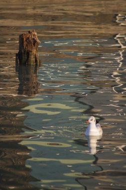 göl kenarında martı