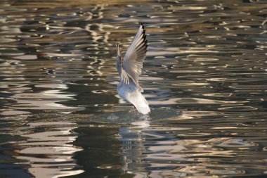 Göl üzerinde uçan martı