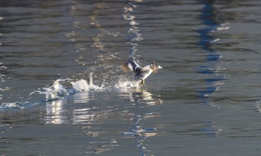 Göl üzerinde uçan martı