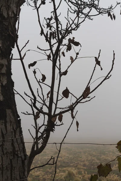 Campo nella nebbia — Foto Stock