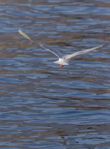 Mewa latania nad jeziorem — Zdjęcie stockowe